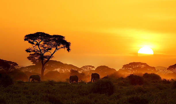 Kenya: Where Safari Dreams Come True and Culture Thrives